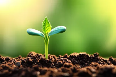 Illustration impregnating - Image 1