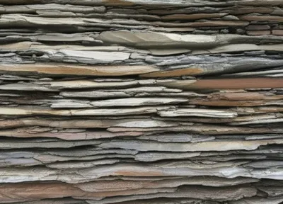 Illustration laminae