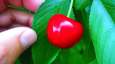 Illustration pluck - Image 1