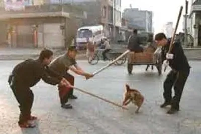 Hình ảnh minh họa bestiality - Ảnh 3