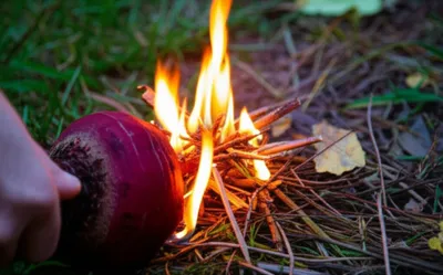 Illustration beet - Image 1