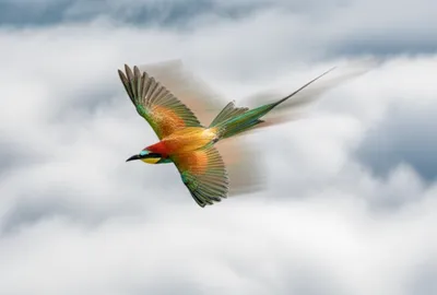 Illustration flew - Image 1