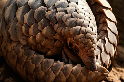 Illustration scaly - Image 1