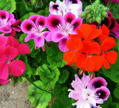 Illustration pelargonium