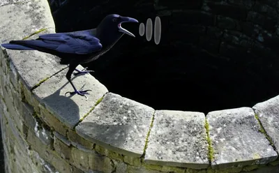 Illustration plunked - Image 1