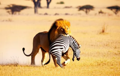 Illustration carnivore - Image 1