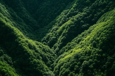 Illustration comb - Image 1