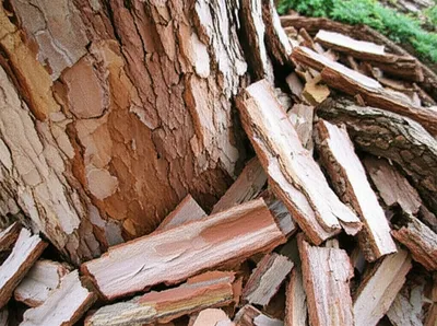 Illustration tanbark - Image 1