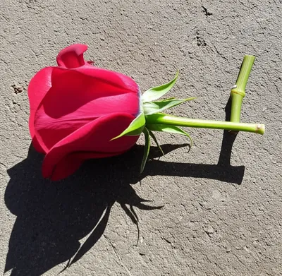 Illustration abridges - Image 1