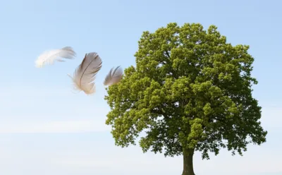 Illustration lightweight - Image 1