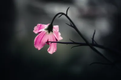 Illustration syphilis