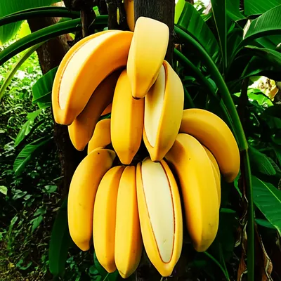 Illustration bananas