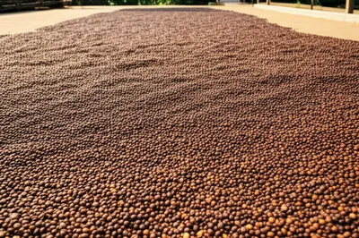 Illustration barbecue - Image 1