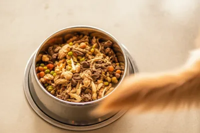 Illustration dog - Image 1