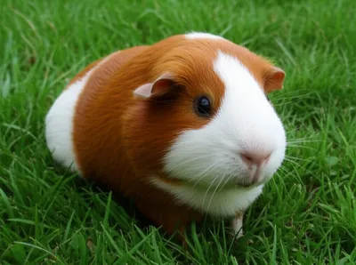 Illustration boars - Image 1