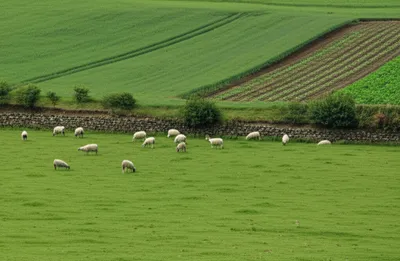 Illustration hedges - Image 1