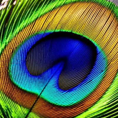 Illustration ocellated