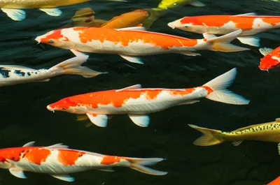 Illustration superficial - Image 1