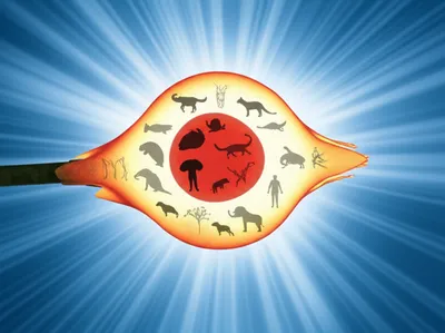 Illustration totipotent