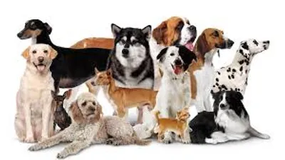 Illustration strain - Image 2