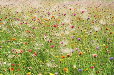 Illustration scattered - Image 1