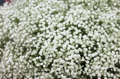 Illustration gyps - Image 1