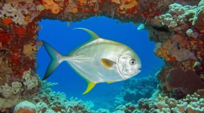 Illustration permit - Image 1