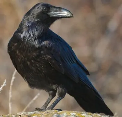 Illustration raven - Image 2