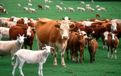 Illustration tribe - Image 1