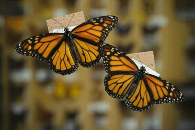 Illustration duplicates - Image 1