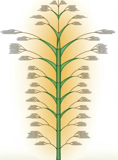 Illustration superfamily