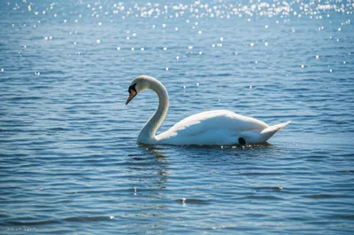 Illustration pen - Image 1