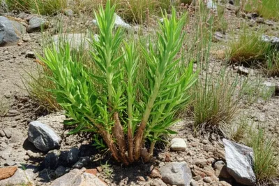 Illustration subshrubs