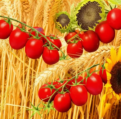 Illustration riper - Image 1