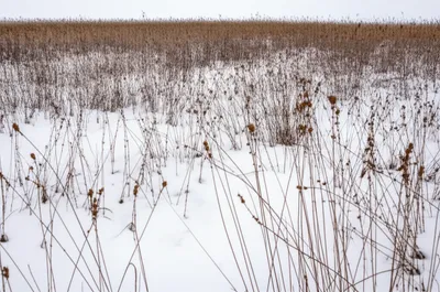 Illustration rests - Image 1