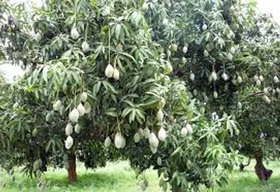 Illustration mango - Image 3