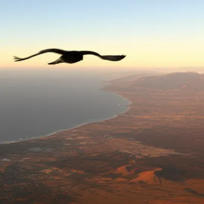 Illustration peregrine - Image 1