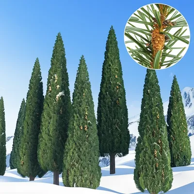 Illustration spruce - Image 1
