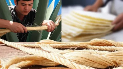 Illustration pitas - Image 1