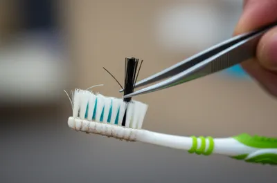 Illustration bristle - Image 1