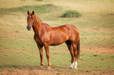 Illustration browns - Image 1