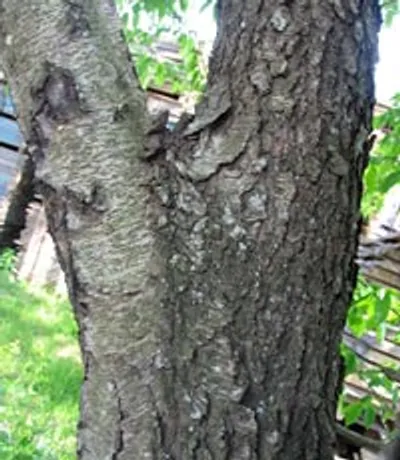 Illustration crotch - Image 2