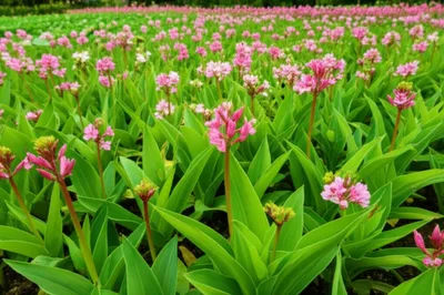 Illustration virginal - Image 1