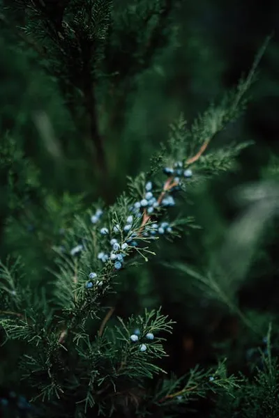 Illustration juniper - Image 2