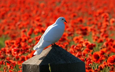 Illustration commemoration - Image 1