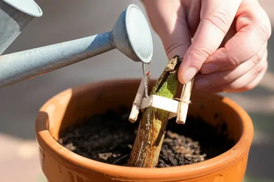 Illustration therapies