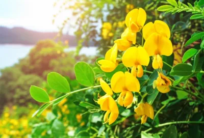 Illustration dal - Image 1