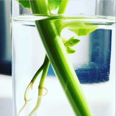 Illustration propagated - Image 1