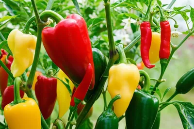 Illustration capsicums