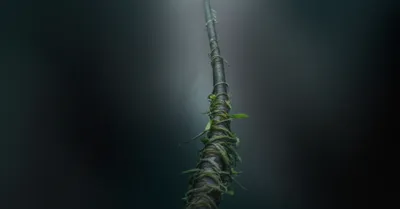 Illustration creep - Image 1